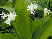 medvehagyma, Allium ursinum, vitamin, növény, saláta, friss, vírus, fertőzés