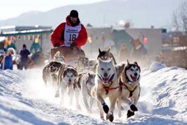 &Uacute;jra inupiat győztese van a legend&aacute;s Iditarod kutyasz&aacute;n viadalnak