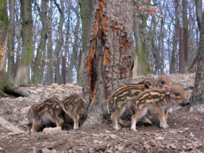 Tavaszi vaddiszn&oacute; figyelmeztet&eacute;s fut&oacute;knak, t&uacute;r&aacute;z&oacute;knak, ker&eacute;kp&aacute;rosoknak