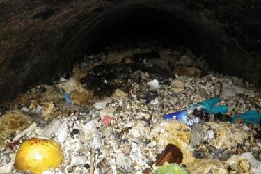 &Iacute;gy &eacute;l&uuml;nk - bio&uuml;zemanyag lesz a londoni zs&iacute;rsz&ouml;rnyetegből